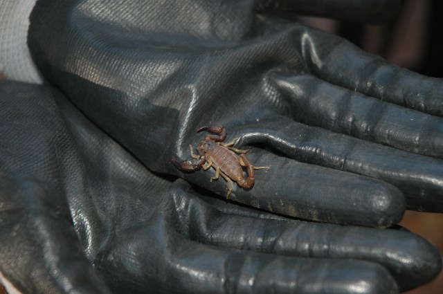 Found under a herp board