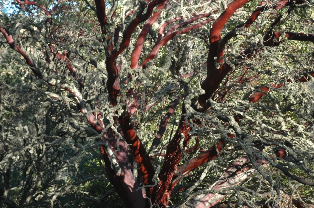 Madrone or manzanita tree