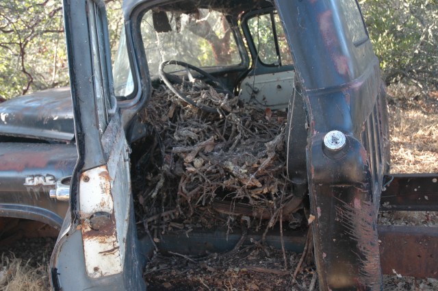 Dusky footed woodrat nest in an old tuck