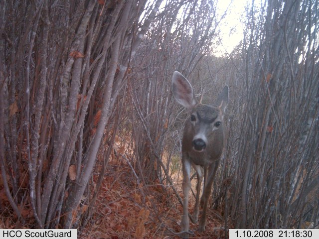 A young black-tailed deer buck