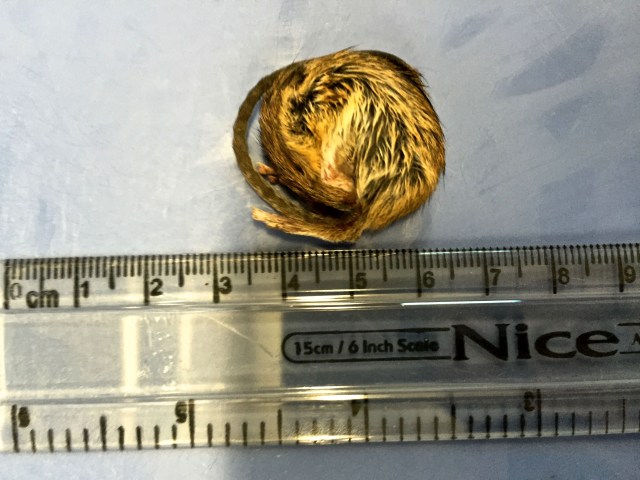 Salt marsh harvest mouse