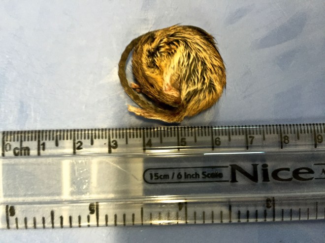 Salt marsh harvest mouse