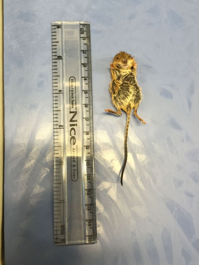 salt marsh harvest mouse