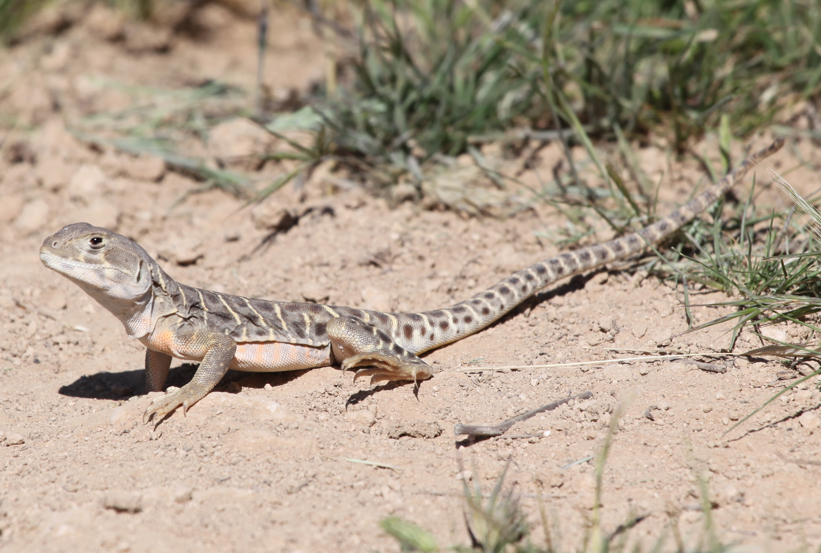 another-male-gambelia